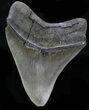 Sharply Serrated Megalodon Tooth #32834-2